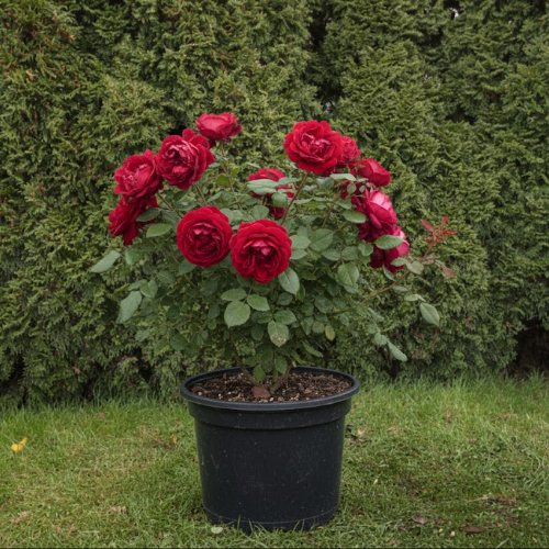 Роза английская душистая Манстед Вуд купить