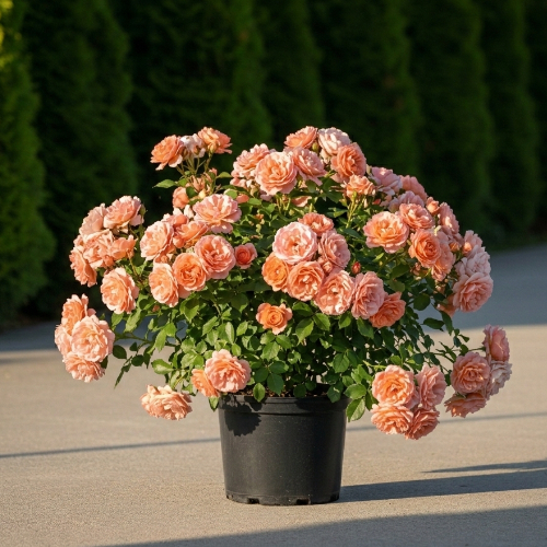 Роза почвопокровная Концерто 94 купить