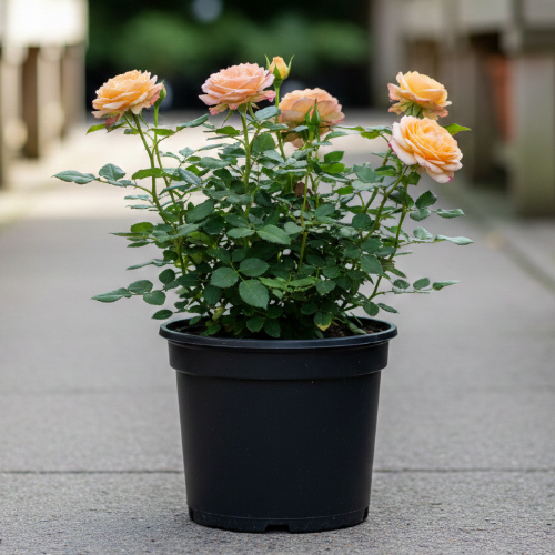 Роза миниатюрная Cold Yuwel купить