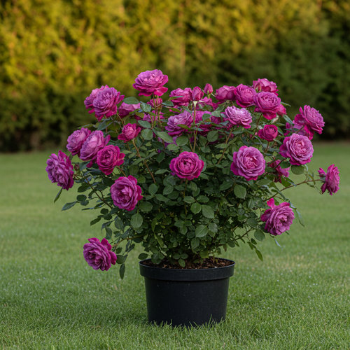 Роза чайно-гибридная Violette Parfum купить