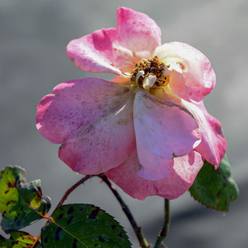 Роза чайно-гибридная Христофор Колумб сортовая купить