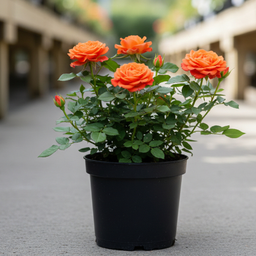 Роза миниатюрная Оранж мини купить