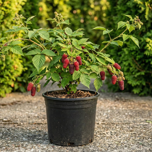 Ежемалина Тэйбери купить