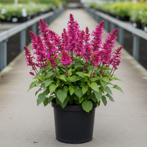 Шалфей дубравный Сенсэйшн Роуз купить