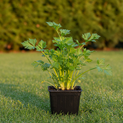 Сельдерей Юта купить