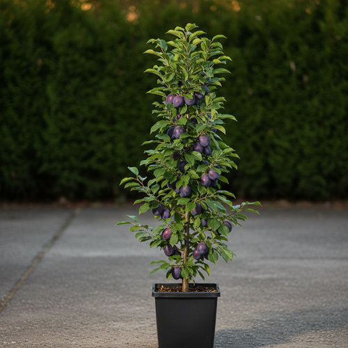 Слива Анже колоновидная купить