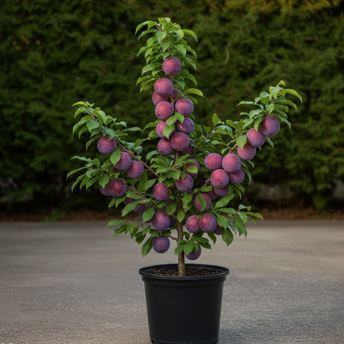 Слива Бербанк гигант купить