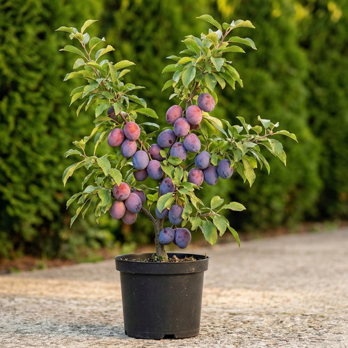 Слива Калипсо купить