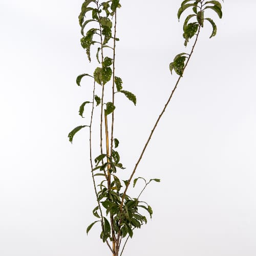 Слива колоновидная Мирабель купить