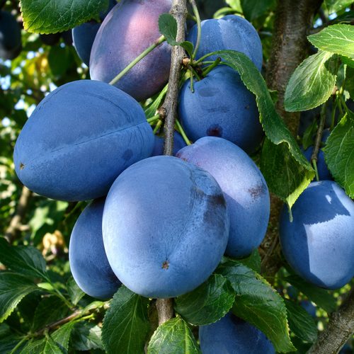 Слива Топ Гигант купить
