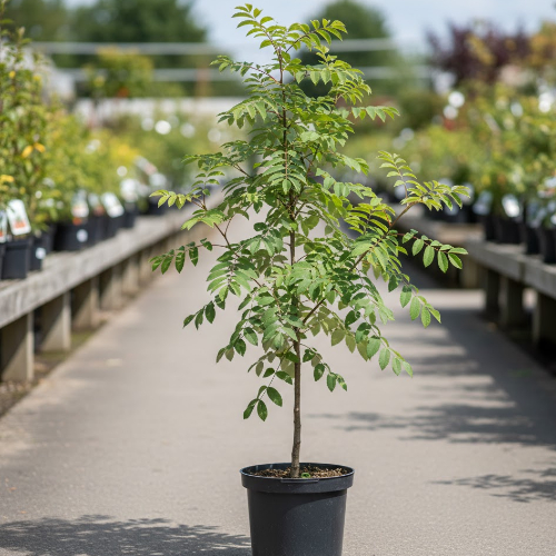 Рябина обыкновенная Пинк Веил купить