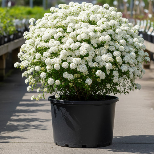 Спирея ниппонская Сноумаунд купить