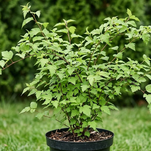 Стефанандра Танаки  купить