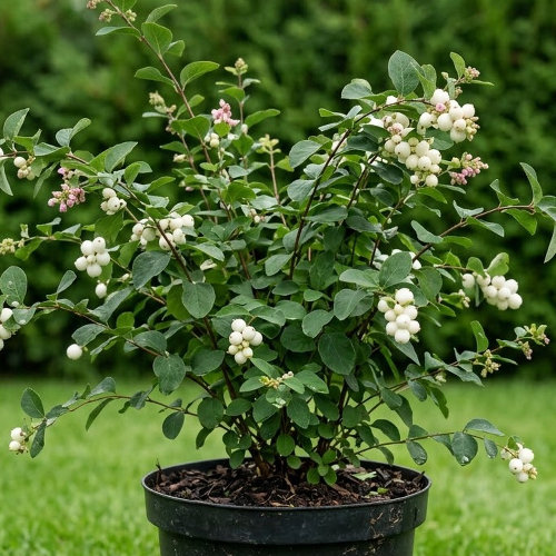 Снежноягодник белый Волшебная ягода купить