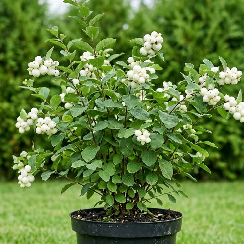 Снежноягодник белый Белая изгородь купить