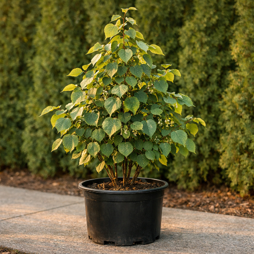 Липа мелколистная Ранчо купить