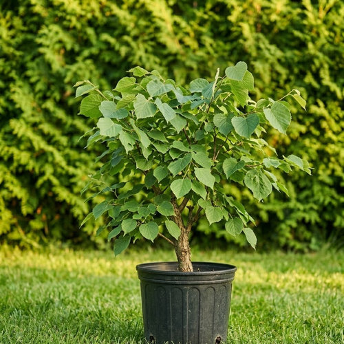 Липа мелколистная Кордата купить