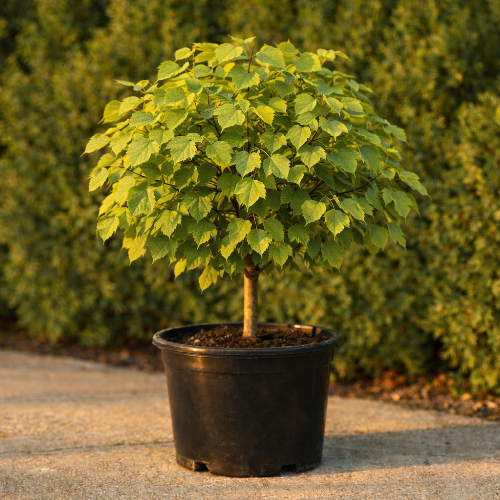 Липа европейская Паллида купить