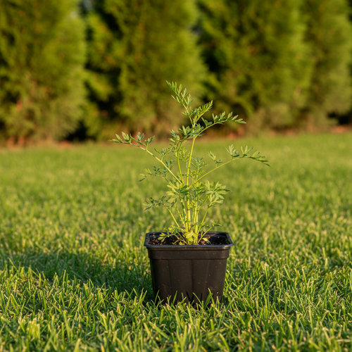 Тмин в ассортименте купить