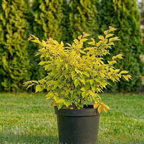 Вяз голландский Вредей купить