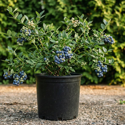 Голубика высокорослая Чантиклир купить