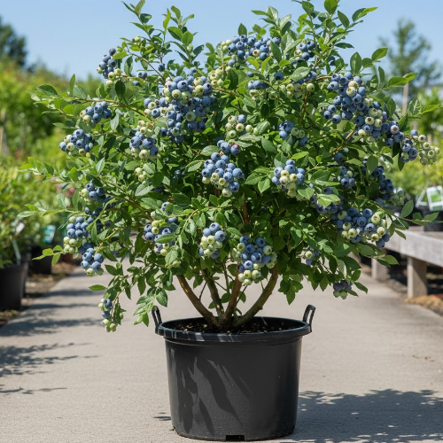 Голубика высокорослая Нельсон купить