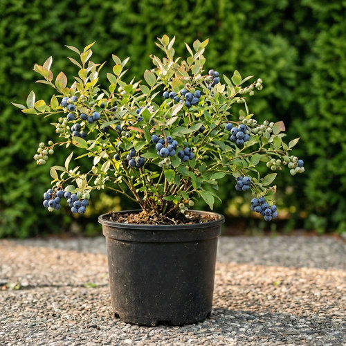 Голубика низкорослая Норд Кантри купить