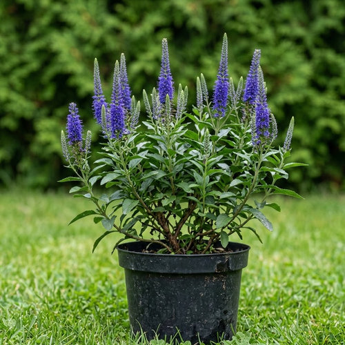 Вероника колосковая Блю Боукей купить