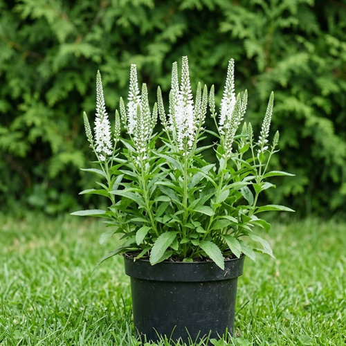 Вероника колосковая Айсикл купить