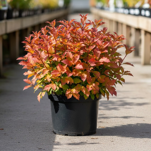 Калина обыкновенная Нанум купить