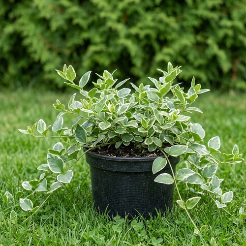 Барвинок малый Аргентеовариагата купить