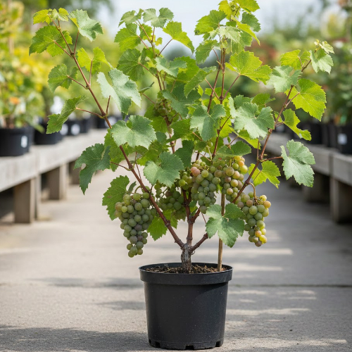 Виноград неукрывной Мариновский купить