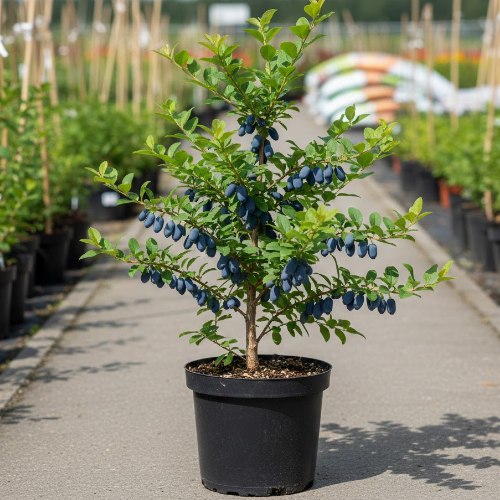 Жимолость Сюрприз купить